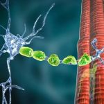 Motor Neuron Disease and Stem Cells: A New Avenue for Neuroregeneration