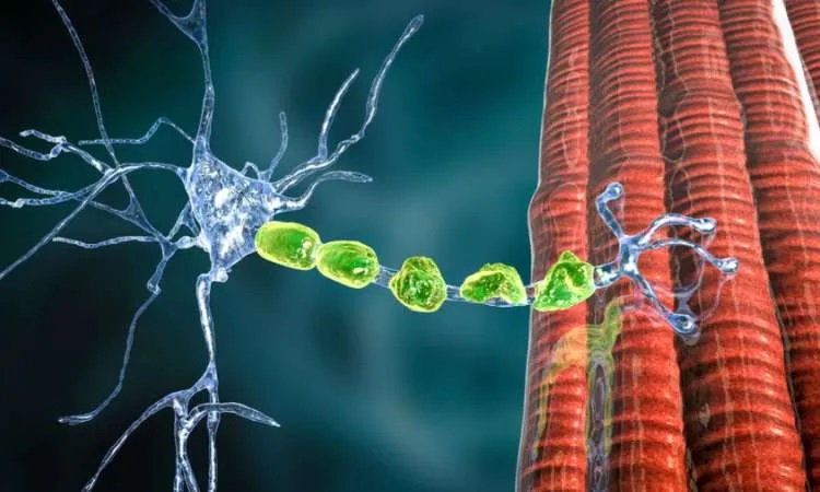 Motor Neuron Disease and Stem Cells: A New Avenue for Neuroregeneration